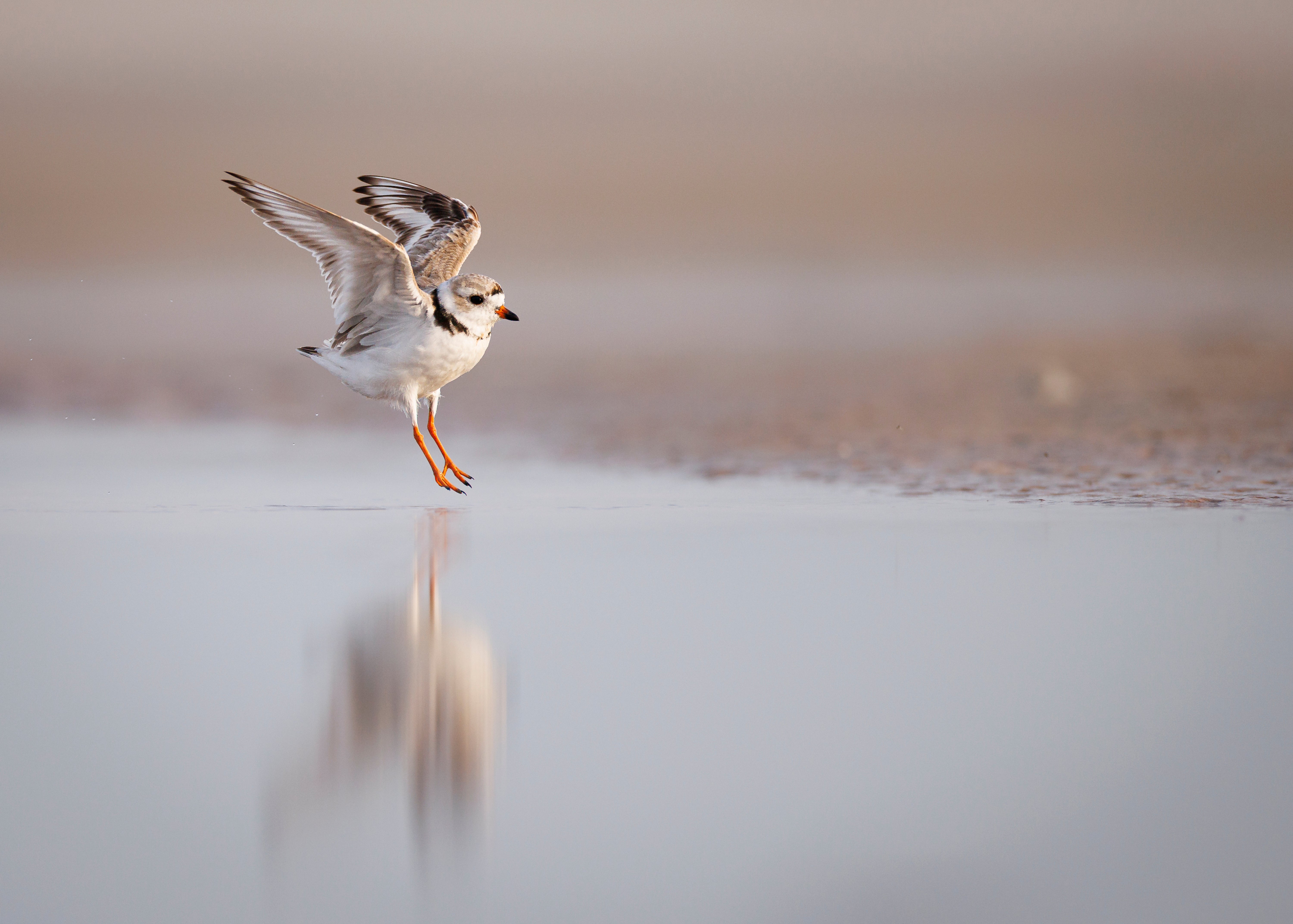 An adult Piping Plover comes in for a landing on a wet, sandy beach.